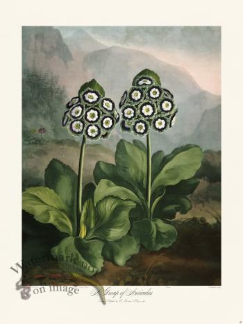 10 Group of Auriculas